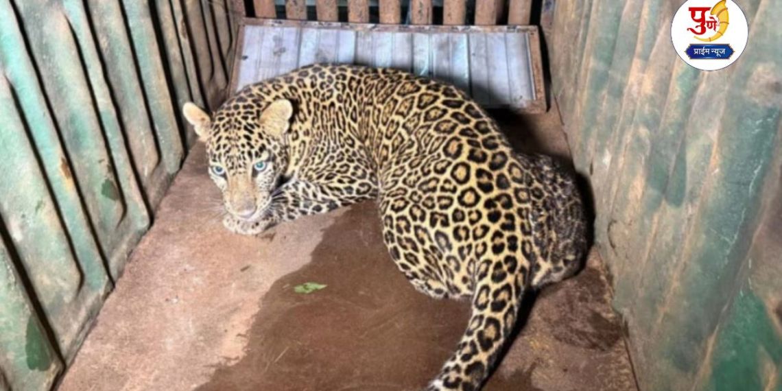 Shirur News: 4 talukas, 400 cages and 68 leopards captured! Forest Department's 'surgical strike' in Junnar-Shirur belt
