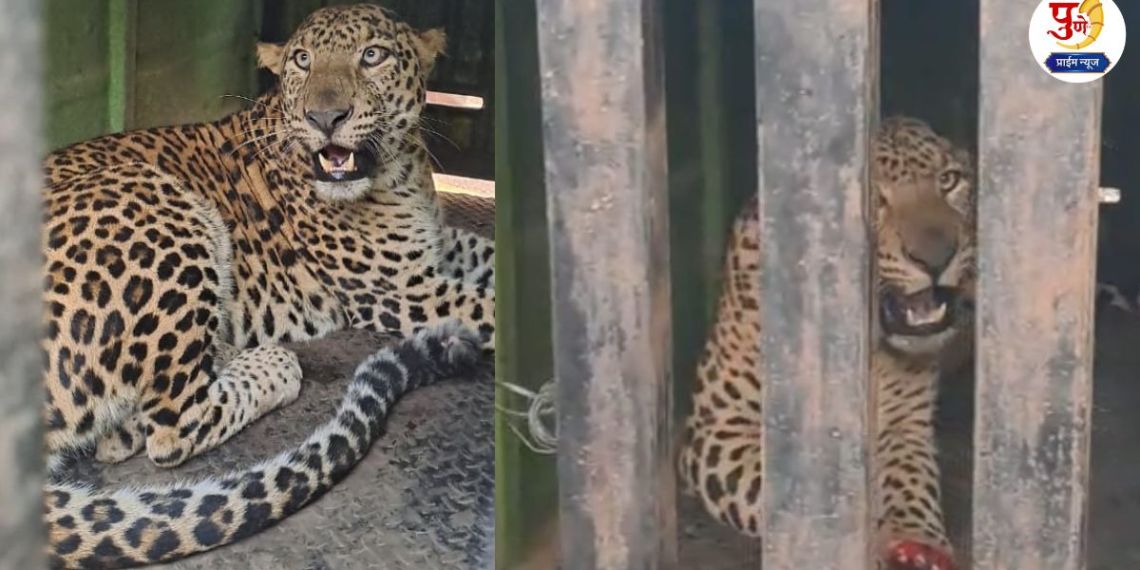 Leopard Captured in Ashtapur