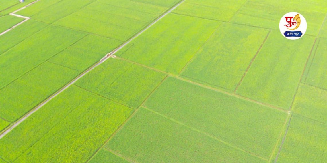 Ancestral Land Shares just 200 Rupees