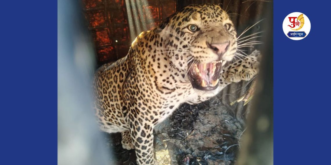 Pune Leopard