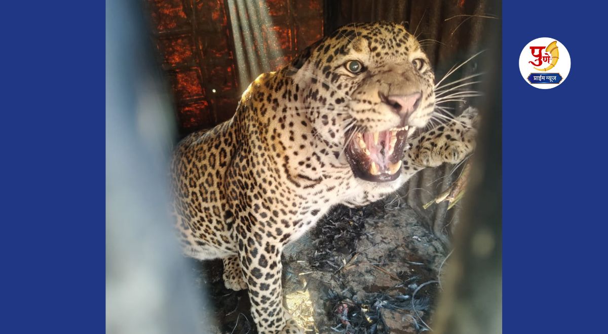 Pune Leopard