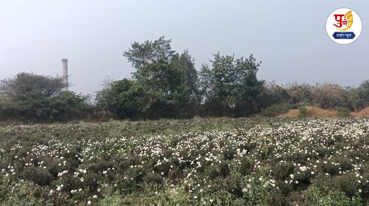 Pune News: Farmers complain that crops are being damaged due to ash from Omkar Sugar Factory