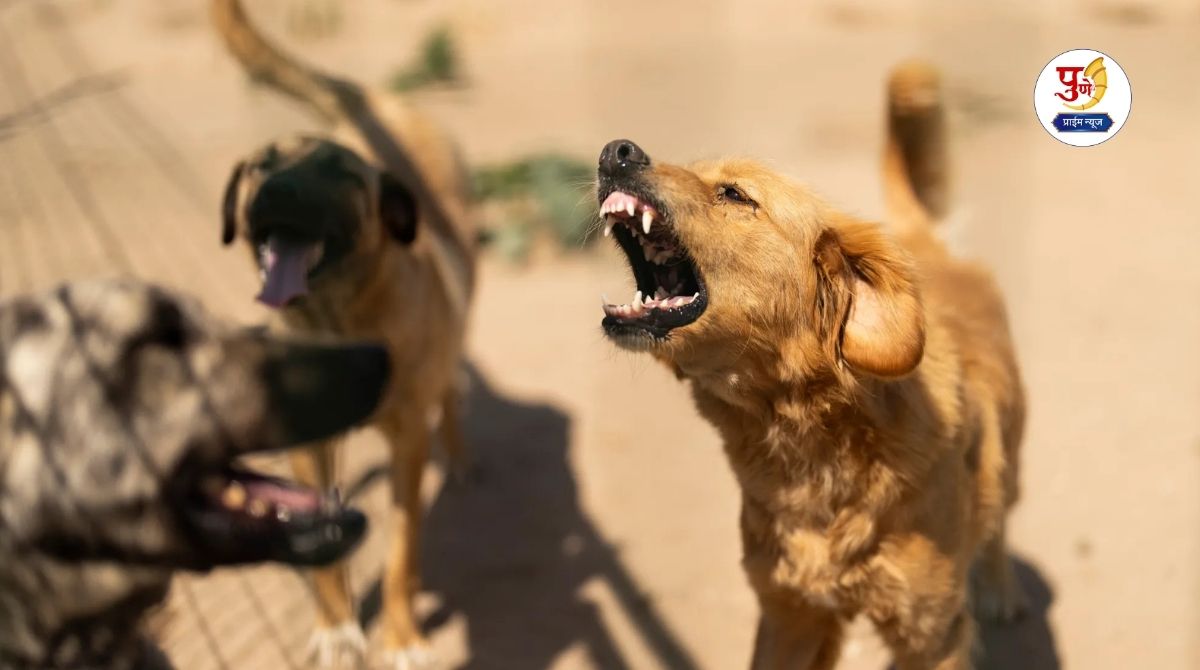Pune News: A young man was attacked by dogs in Pune! He was dragged 10 feet, his body was broken, he was left lying on the road in a state of blood for 9 hours and..