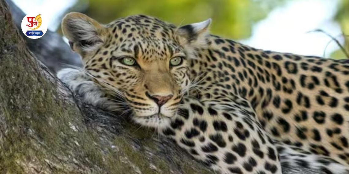 Leopards Death